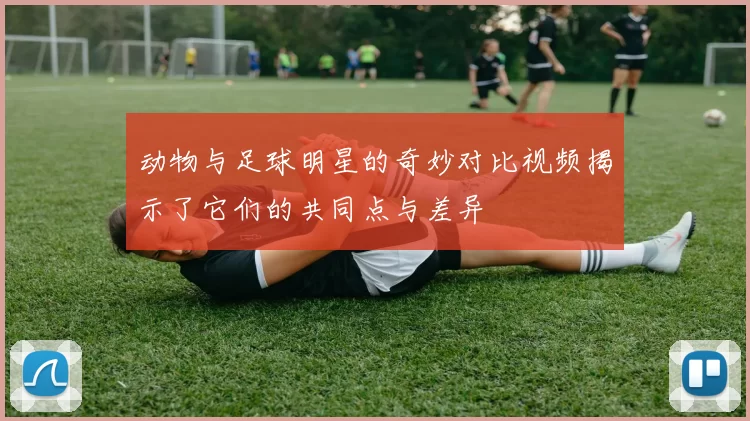 动物与足球明星的奇妙对比视频揭示了它们的共同点与差异